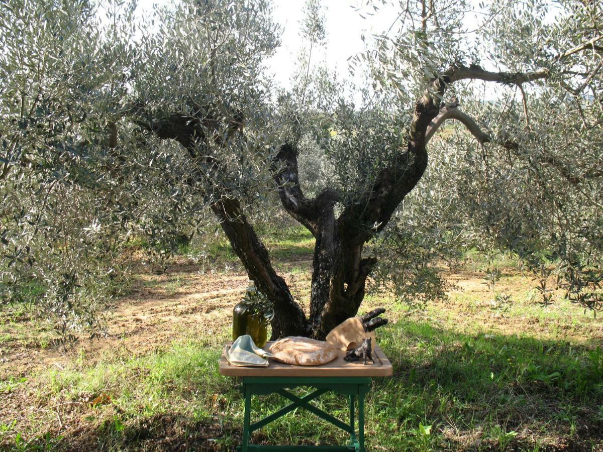 Agriturismo Le Cerbonche Rosignano Marittimo Buitenkant foto